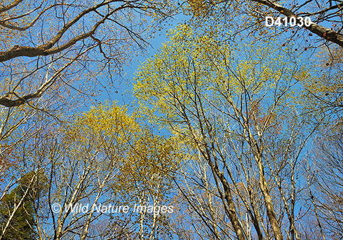 Eastern Great Lakes lowland forests